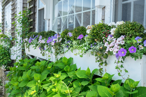 Flowers in window boxes, Nantucket, Massachusetts, USA