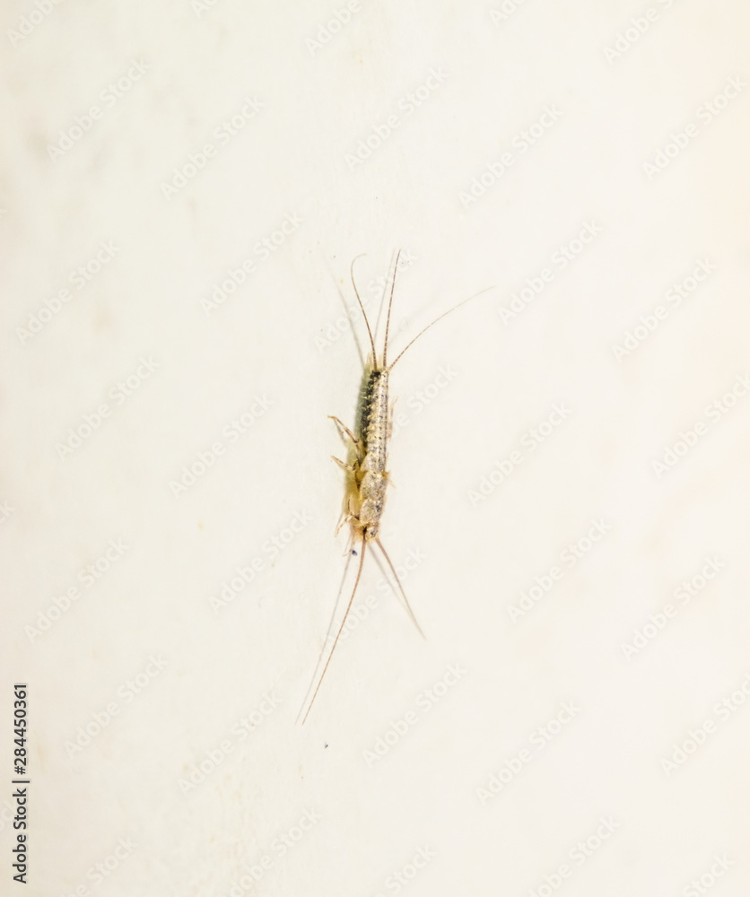 thermobia, Pest books and newspapers. Insect feeding on paper - silverfish, thermobia