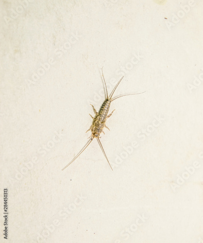 thermobia, Pest books and newspapers. Insect feeding on paper - silverfish, thermobia