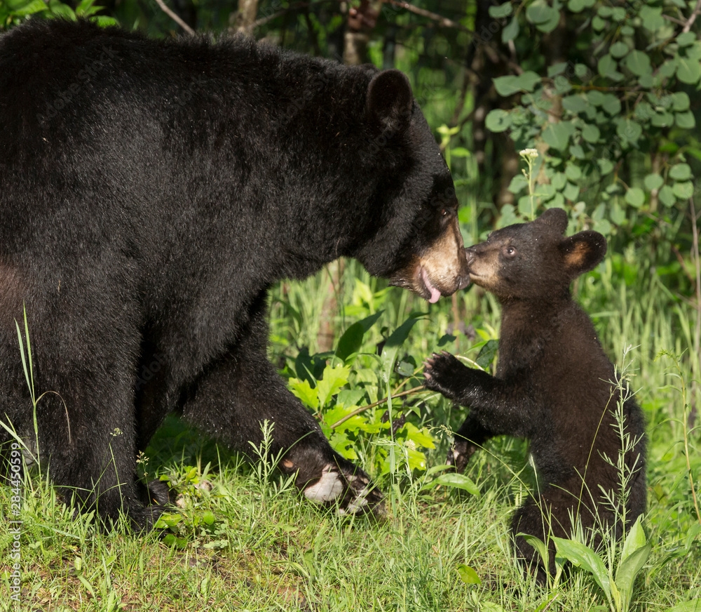 USA, Minnesota, Sandstone, Minnesota Wildlife Connection. Black bear mother and cub. USA, Minnesota, Sandstone, Minnesota Wildlife Connection. Black bear mother and cub.