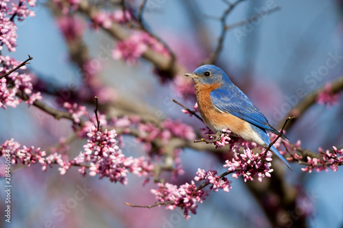 Eastern Bluebird (Sialia sialis) male in Eastern Redbud (Cercis canadensis) in spring, Marion, Illinois, USA.