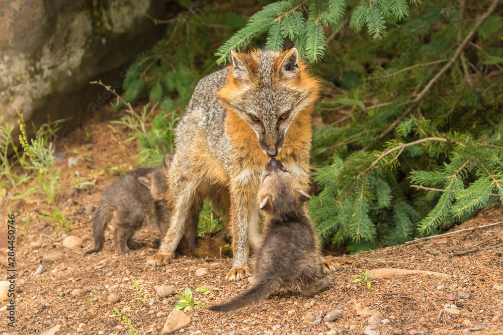 Obraz premium USA, Minnesota, Minnesota Wildlife Connection. Captive gray fox adult and kits. greeting Credit as: Cathy & Gordon Illg / Jaynes Gallery / DanitaDelimont.com