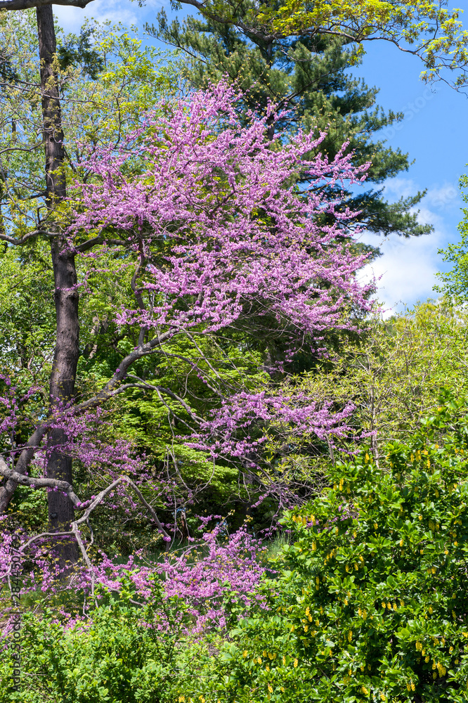 USA, Massachusetts, Boston, Arnold Arboretum, redbud tree USA, Massachusetts, Boston, Arnold Arboretum, redbud tree
