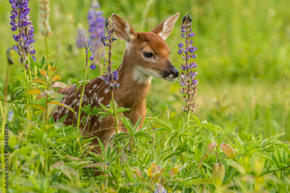 Pine County. Captive fawn. Credit as: Cathy and Gordon Illg / Jaynes Gallery / DanitaDelimont.com Pine County. Captive fawn. Credit as: Cathy and Gordon Illg / Jaynes Gallery / DanitaDelimont.com