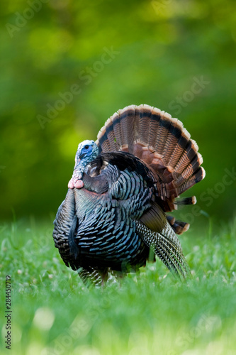 Eastern Wild Turkey (Meleagris gallopavo) gobbler strutting in field, Holmes, Mississippi, USA.