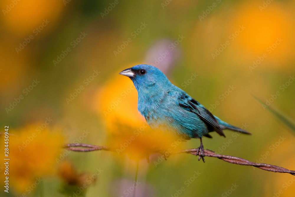 Indigo Bunting (Passerina cyanea) male on barbed wire fence in flower garden, Marion, Illinois, USA.