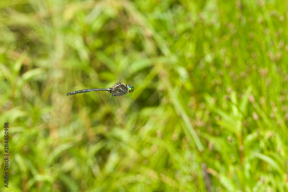 Hine's Emerald (Somatochlora hineana) male in flight, Federally Endangered Species, Reynolds, Missouri, USA. Hine's Emerald (Somatochlora hineana) male in flight, Federally Endangered Species, Reynolds, Missouri, USA.