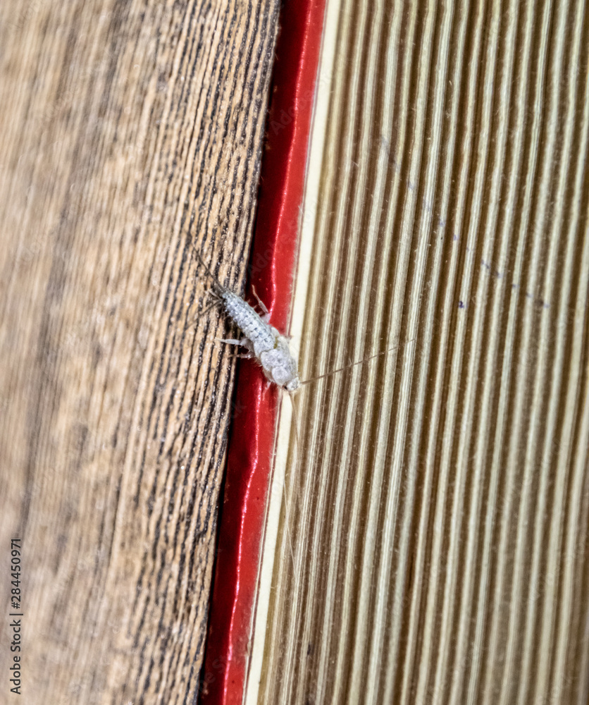Thermobia domestica. Pest books and newspapers. Lepismatidae Insect feeding on paper - silverfish Thermobia domestica. Pest books and newspapers. Lepismatidae Insect feeding on paper - silverfish