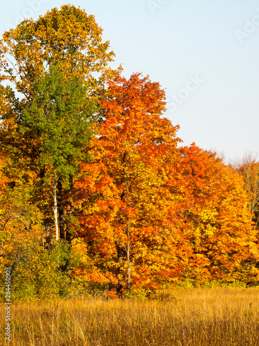 USA  Michigan  Upper Peninsula. Fall colors in Hiawatha National Forest.