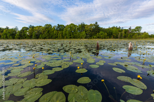 Yellow pond lilies, Nuphar lutea, fill a beaver pond in Epping, New Hampshire. photo