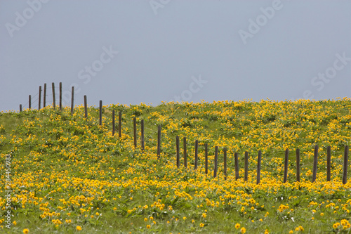 USA, Montana, Rocky Mountain Front. Balsamroot wildflowers grow in field with fence. 