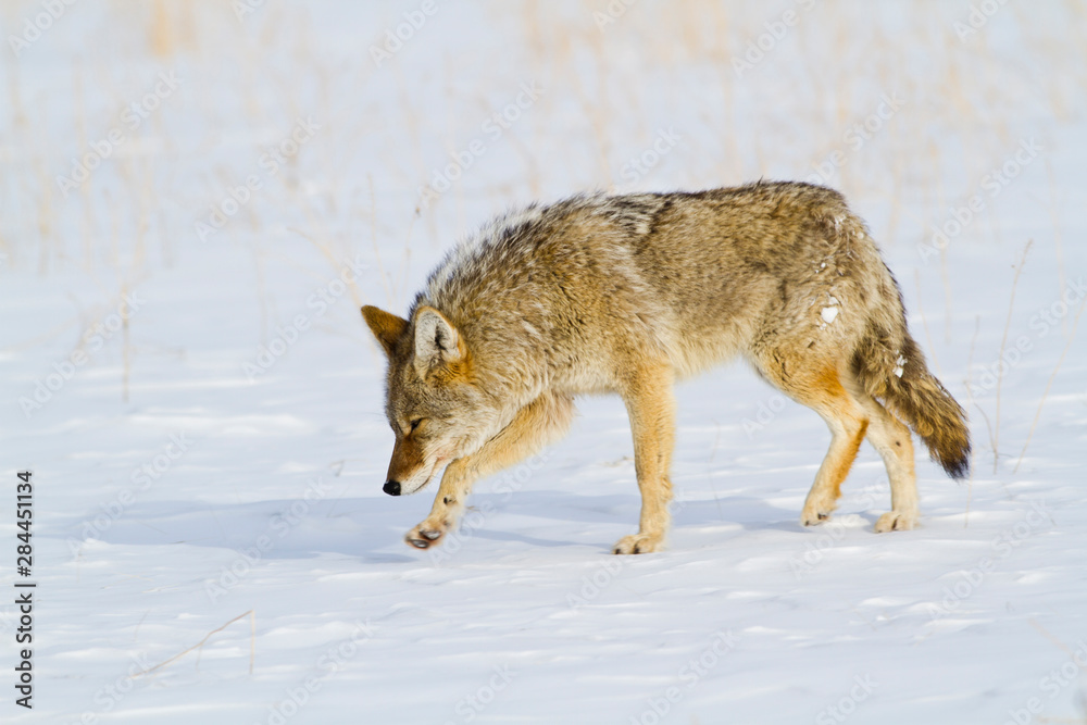Wyoming, Yellowstone National Park, Coyote hunting on snowpack. Wyoming, Yellowstone National Park, Coyote hunting on snowpack.