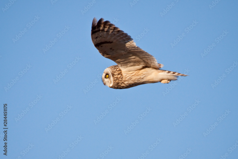 Fototapeta premium Short-eared Owl (Asio flammeus) in flight at Prairie Ridge State Natural Area, Marion, Illinois, USA.