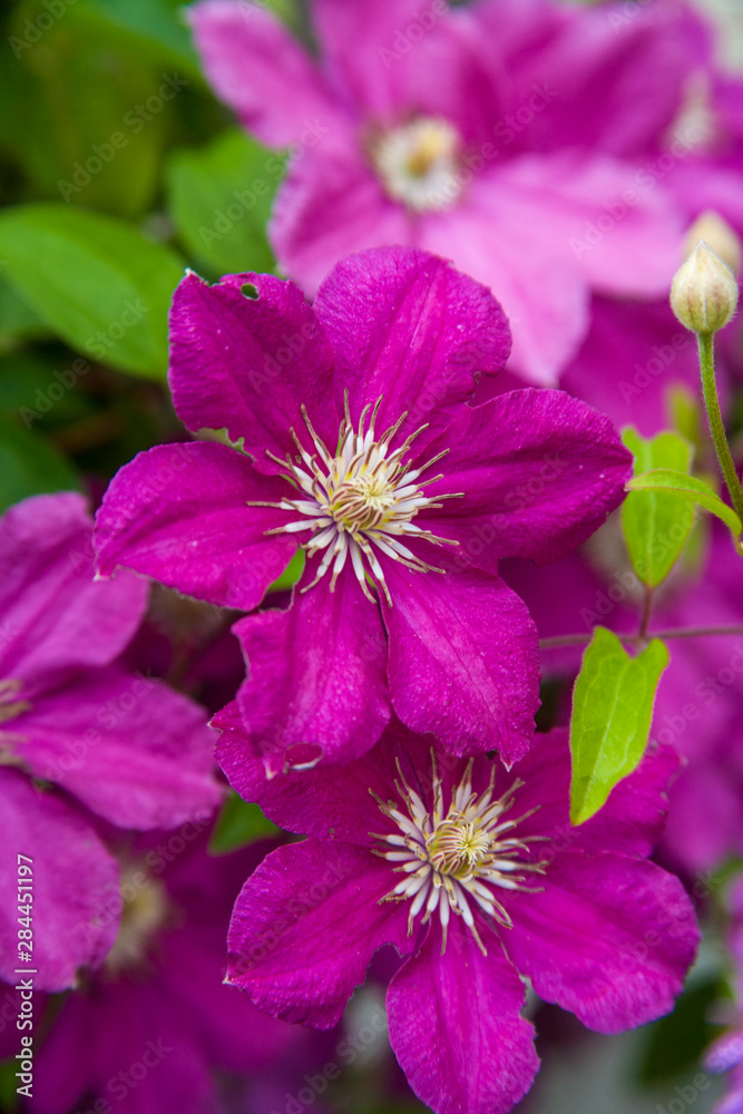 Flowers at Robinette's Apple Haus and Gift Barn, Grand Rapids, Michigan, USA. Flowers at Robinette's Apple Haus and Gift Barn, Grand Rapids, Michigan, USA.