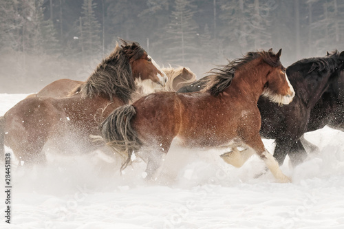 Belgian Horse roundup in winter, Kalispell, Montana. Equus ferus caballus photo