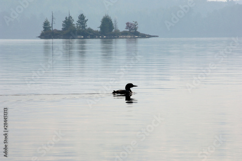USA, Minnesota, Common Loon, Ely, Burntside Lake photo