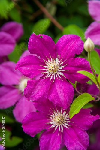 Flowers at Robinette's Apple Haus and Gift Barn, Grand Rapids, Michigan, USA.