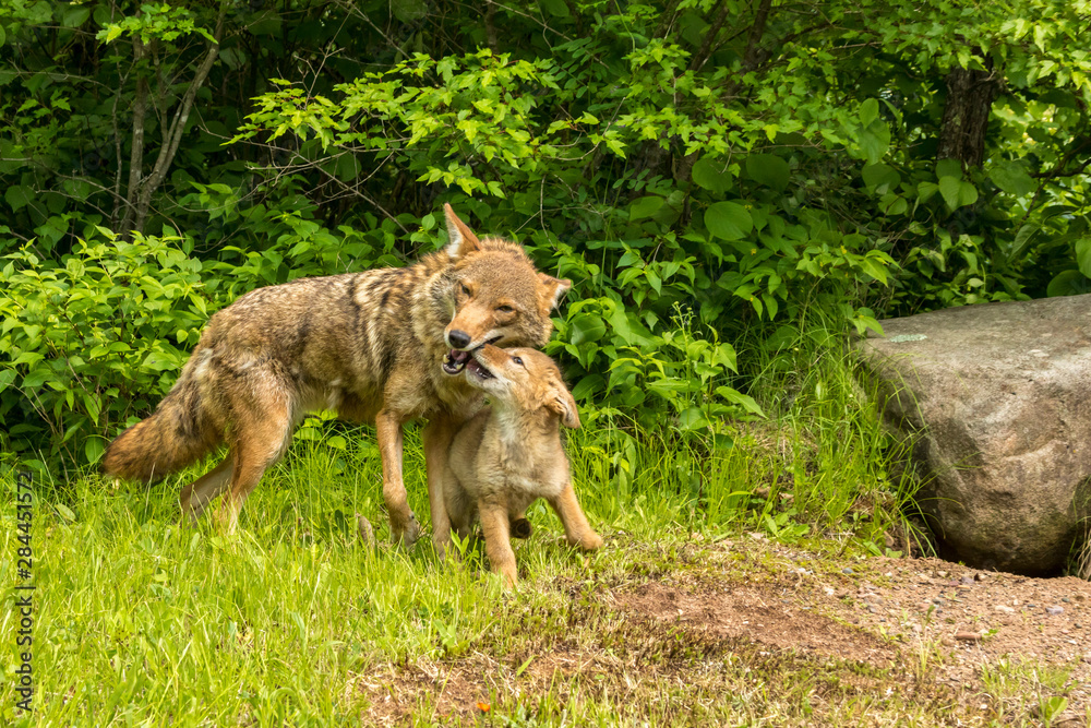 USA, Minnesota, Minnesota Wildlife Connection. Captive coyote adult and pup greeting. Credit as: Cathy & Gordon Illg / Jaynes Gallery / DanitaDelimont.com USA, Minnesota, Minnesota Wildlife Connection. Captive coyote adult and pup greeting. Credit as: Cathy & Gordon Illg / Jaynes Gallery / DanitaDelimont.com