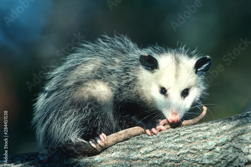 Virginia Opossum (Didelphis Virginiana) juvenal in tree, Illinois photo