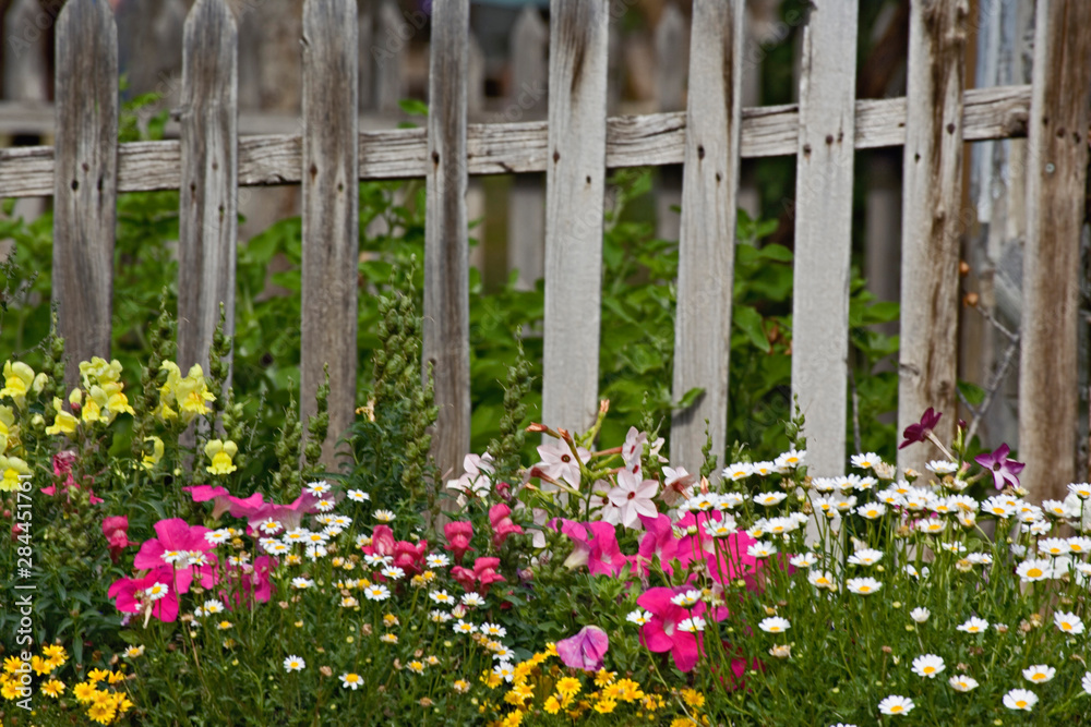 Various flowers in picket fence, Virginia City, Montana.