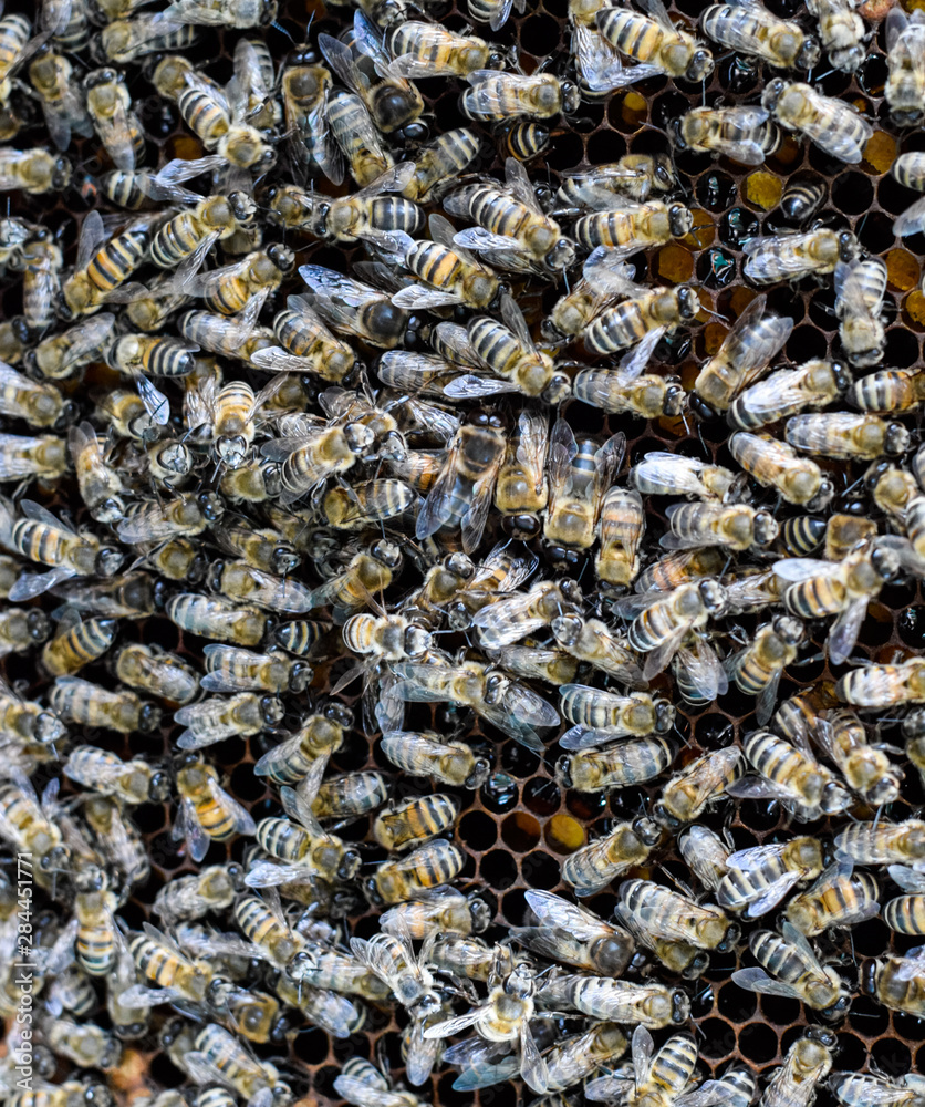 A dense cluster of swarms of bees in the nest. Working bees, drones and uterus in a swarm of bees. Honey bee. Accumulation of insects. A dense cluster of swarms of bees in the nest. Working bees, drones and uterus in a swarm of bees. Honey bee. Accumulation of insects.