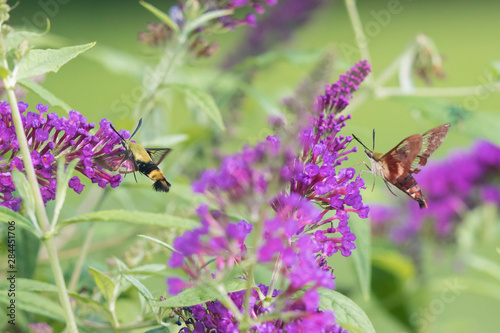 Hummingbird Clearwing (Hemaris Thysbe) and Snowberry Clearwing (Hemaris diffinis) on Butterfly Bush (Buddleja Davidii) Marion County, Illinois photo