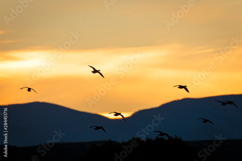 Geese flying in at sunset, Bosque del Apache NWR, New Mexico