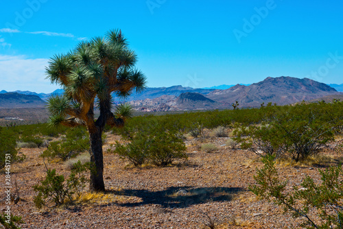 USA, Nevada, Mesquite. Gold Butte National Monument, Virgin Mountains
