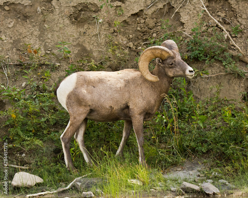 Male Big Horn Sheep, Rescue Creek, Yellowstone National Park, Montana, USA
