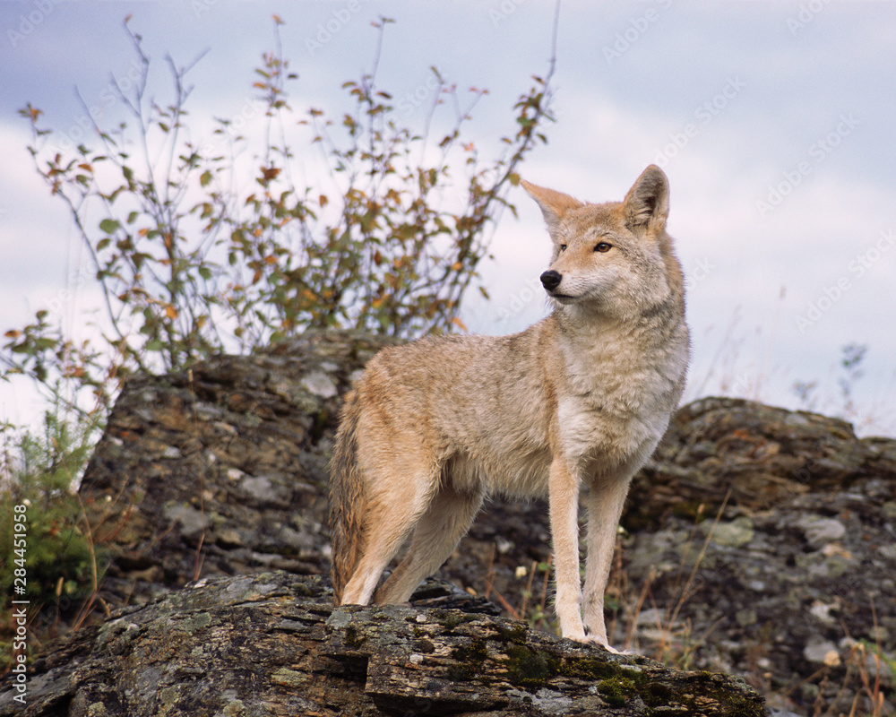 Fototapeta premium USA, Montana, Kalispell. Coyote at Triple D Game Farm. Credit as: Marie Bush / Jaynes Gallery / DanitaDelimont.com