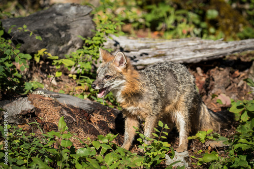 Glacier National Park, Montana. Grey Fox