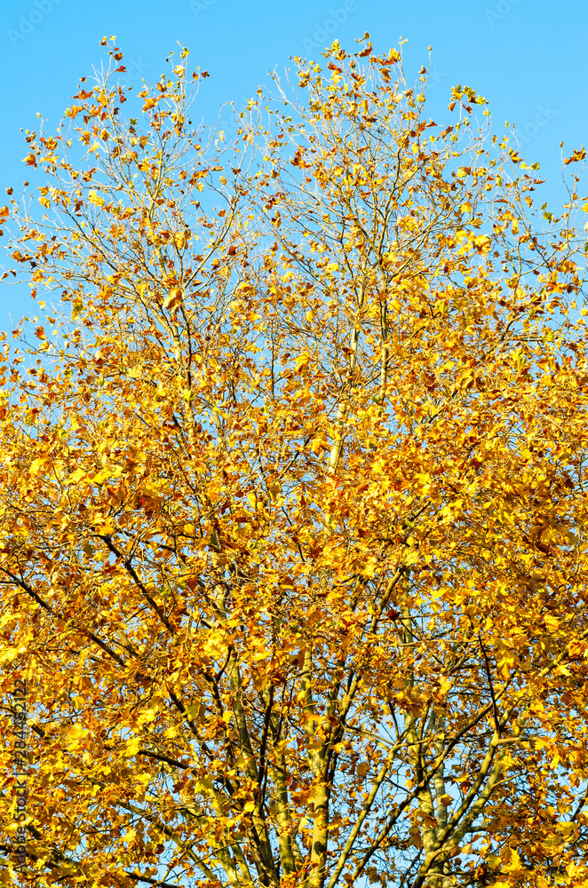Golden tree vertically