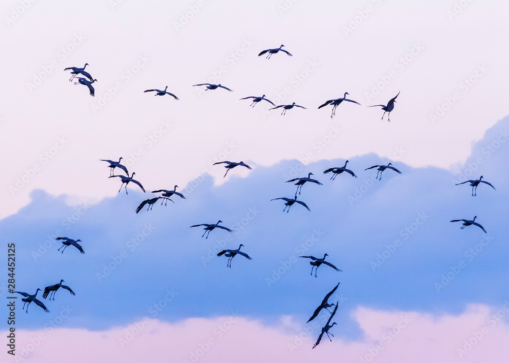Fototapeta premium USA, New Mexico, Bosque del Apache National Wildlife Refuge. Sandhill cranes in flight near sunset. Credit as: Don Paulson / Jaynes Gallery / DanitaDelimont.com