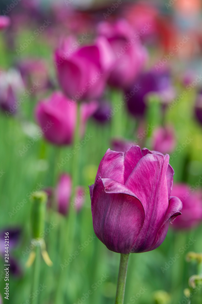 Fototapeta premium New York. Purple tulips.