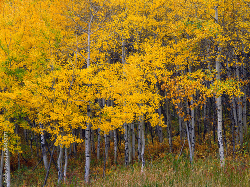 USA, Montana, Glacier National Park, Autumn-colored grove of quaking aspen (Populus tremuloides) near Saint Mary Lake. photo