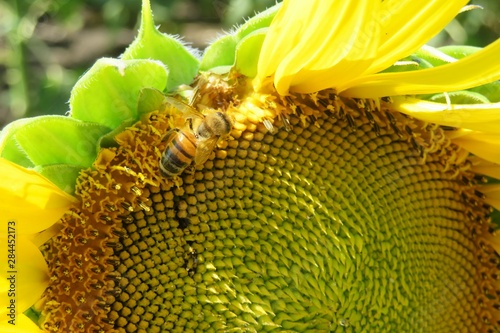 Bee on sunflower in the field, closeup photo