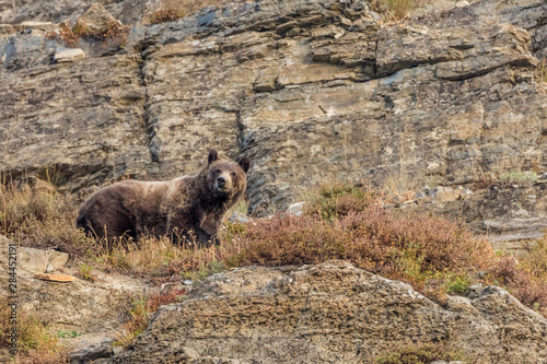 Adult Grizzly Bear in Glacier National Park, Montana, USA photo