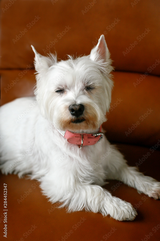 New York City, New York. West Highland Terrier New York City, New York. West Highland Terrier