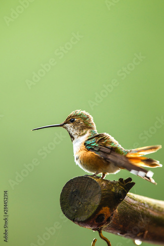 North Fork Flathead River. Calliope Hummingbird perched photo