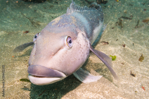 Blue Cod, Parapercis colias photo