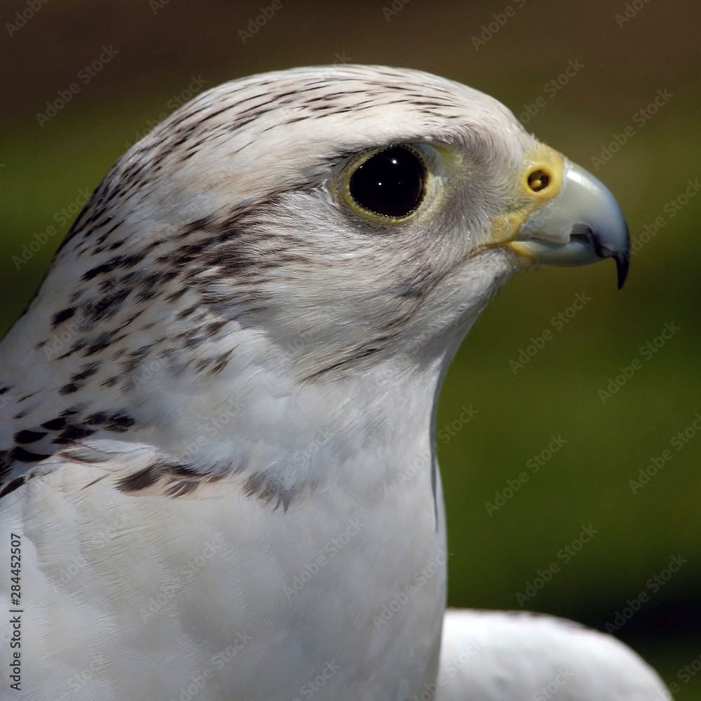 Westchester County, New York, USA. This Gyrfalcon was photographed in a captive environment. Westchester County, New York, USA. This Gyrfalcon was photographed in a captive environment.