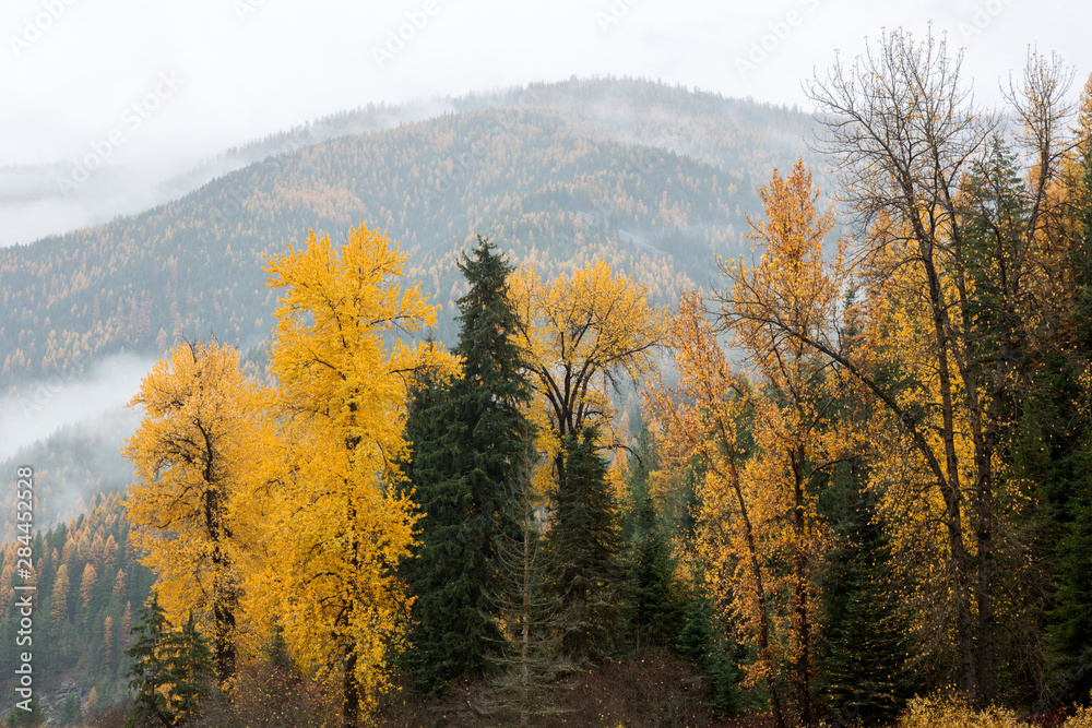 Montana, Lolo National Forest, trees in fog