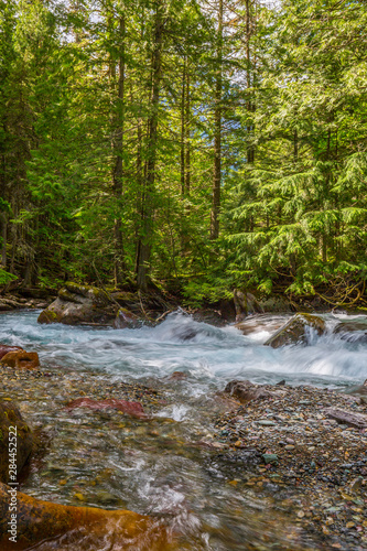 Forest Stream  Glacier National Park  rocks