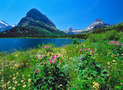 USA, Montana, Glacier NP. Wildflowers abound on the nature trail around Swiftcurrent Lake and Mt. Wilbur in Glacier National Park in Montana. photo