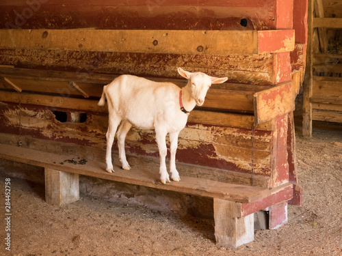 North Carolina, Flat Rock, Carl Sandburg Home, National Historic Site, Connemara Farms, Saanens goat