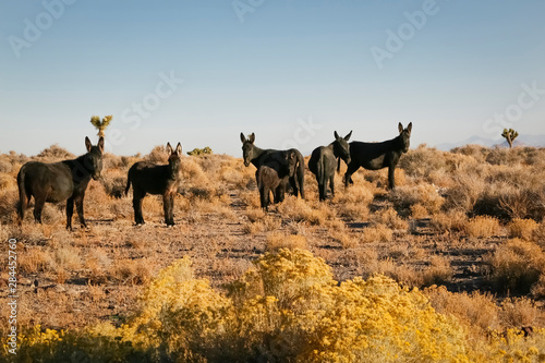 Fototapeta Naklejka Na Ścianę i Meble -  Wild burro herd, Goldfield, Nevada, USA