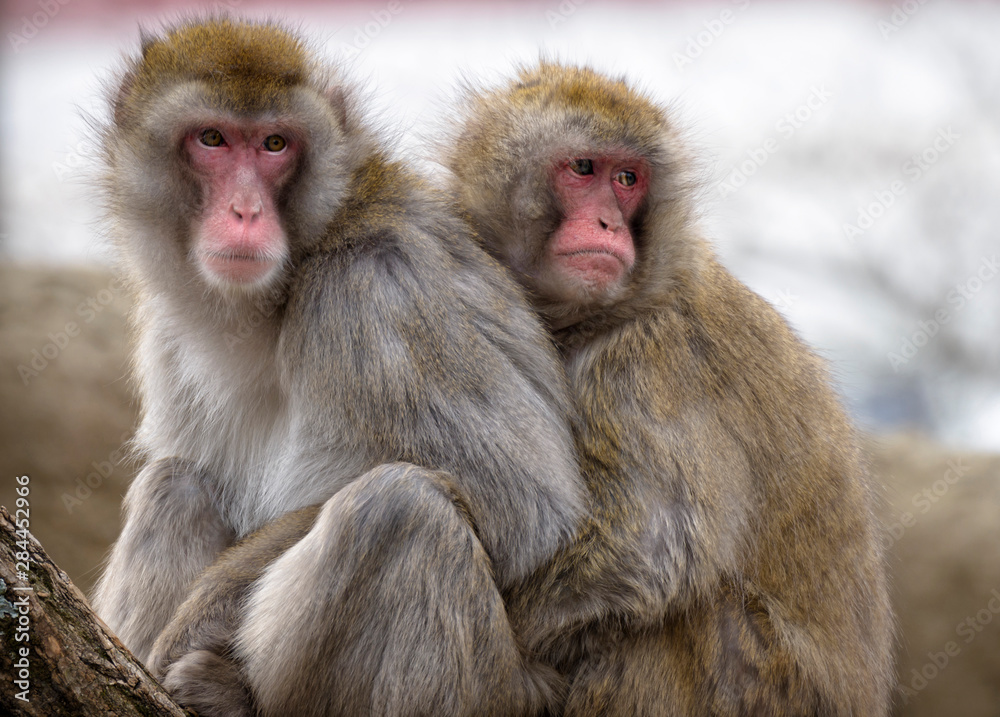 Two Japanese macaques huddling at the Cincinnati Zoo. Two Japanese macaques huddling at the Cincinnati Zoo.