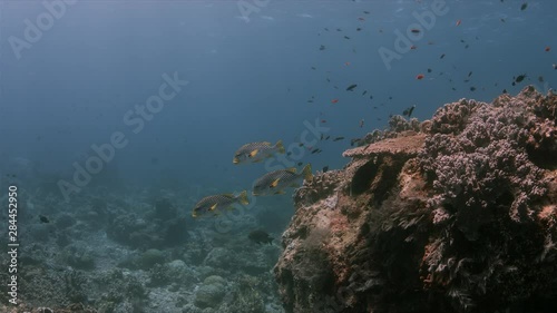 Coral reef with Diagonal Banded Sweetlips and healthy hard corals. Tubbataha Reef dive site Kook 4k footage photo