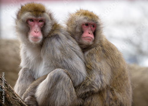 Two Japanese macaques huddling at the Cincinnati Zoo. photo