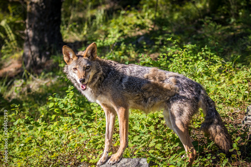 Glacier National Park  Montana. Coyote